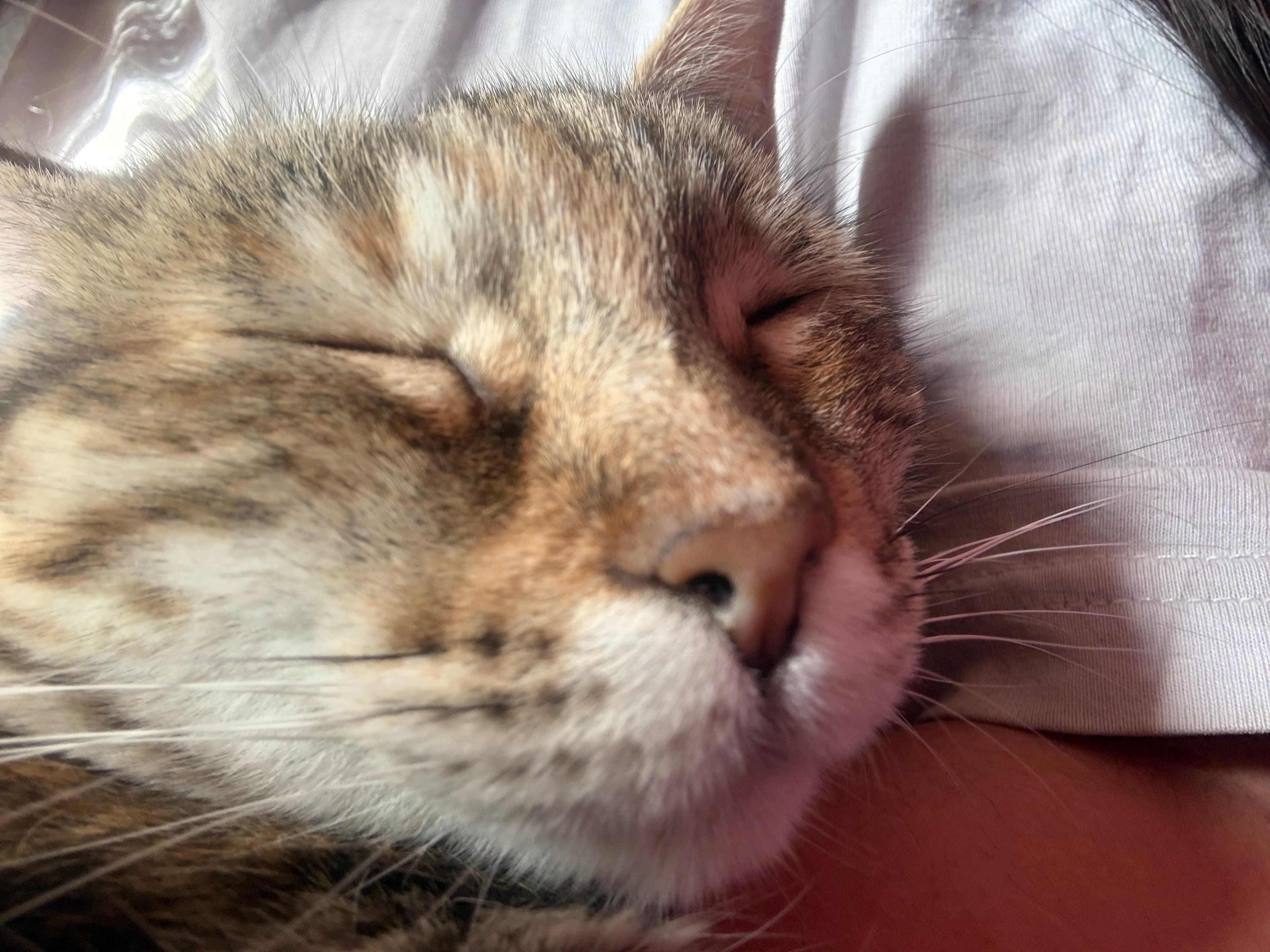 Antonieta Durmiendo